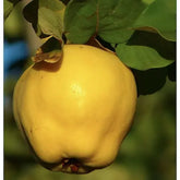 Gutui Beretzchi
